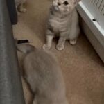 British Shorthair kittens