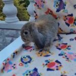 Doe mini lop