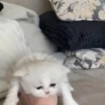 Pedigree Persian Kittens