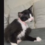 Female Fluffy kitten for Sale