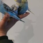 baby fully tamed budgies
