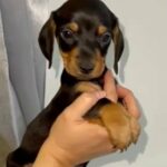 miniature Dachshund looking for his forever family