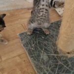 Ragdoll x Bengal kittens
