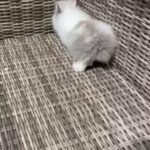 Beautiful purebred lionhead bunny