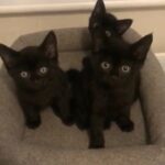 3 BOYS FOR FREE