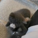 British shorthair bicolor