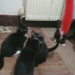 kittens