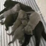 Chartreux 3 Grey female kittens,1 Grey male,1 black female kitten
