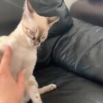 TICA registered silver seal lynx x 2 charcoal point bengal female