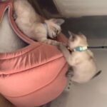 TICA Active Silver snow seal lynx double charcoal point bengal kittens 1x boy 1x girl