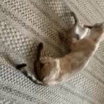 TICA active silver snow seal lynx double charcoal rosetted point 1x boy, 1x girl.