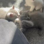 scotish kittens