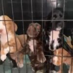 9 cocker spaniel puppies