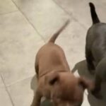 Pocket Bully ABKC (Chocolate)