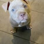 Pocket Bully Litter ABKC (choc,black,lilac)