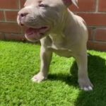 Pocket Bully ABKC (lilac)