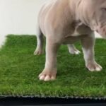 Pocket Bully Puppies ABKC Registered Top Ped