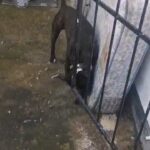 Puppy Staffordshire Bull terrior