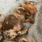 dachshund puppyd