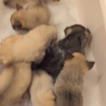 Aluskies for sale