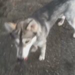 12 month old Alaskan malamute x husky for studding