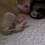 Alaskan malamute x husky puppies