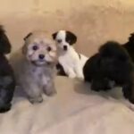 stunning jackapoo puppies price drop