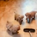standard poodle pups