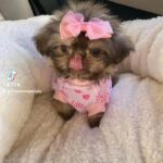 Tiny Imperial shih-tzu girl