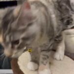Pedigree Maine Coon girl