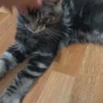 pedigree Maine Coon Boy
