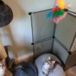 Tica registered Maine Coon Boy available