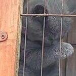 British Blue Kitten