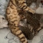 TiCA ACTIVE or PET Bengal Registered champions on pedigree