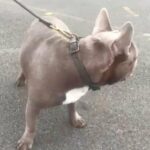 STUD ONLY - Isabella French Bulldog