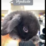 gorgeous pedigree mini lop bunnies
