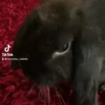 gorgeous pair of bunnies 4months old