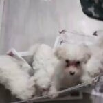 POOCHON PUPS 9 Weeks old