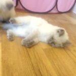 Ragdoll last gorgeous boy to go
