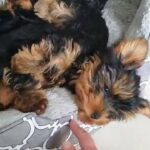 3 beautiful yorkshire puppies