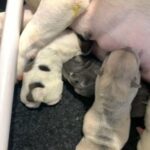french bulldog babies