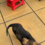 Czech German shepherd puppies