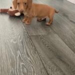 male miniature dachshund pup