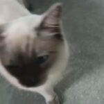 Blue Ragdoll for stud (not for sale!)