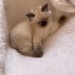 ?Last ragdoll boy! ready to leave?