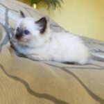 Ragdoll kittens for sale :)