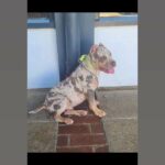 For sale Montana? Lilac tri merle