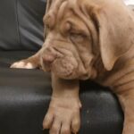 lilac mastiff bandogge female