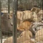 massive bandogge puppies