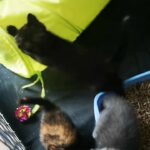 Gorgeous kittens looking for forever homes